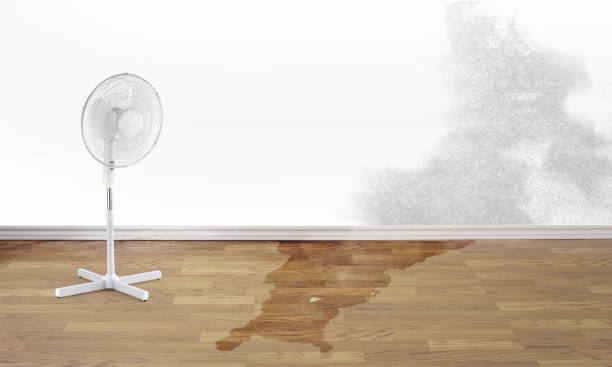 Best 24/7 water damage repair  in De Pue, IL